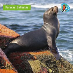 Paracas Ica Estándar