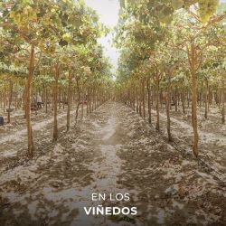 Parcas Ica Con Hacienda Caravedo